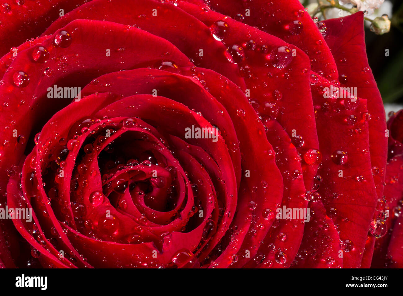 Una rosa rossa del genere Rosa, famiglia delle Rosacee Foto Stock