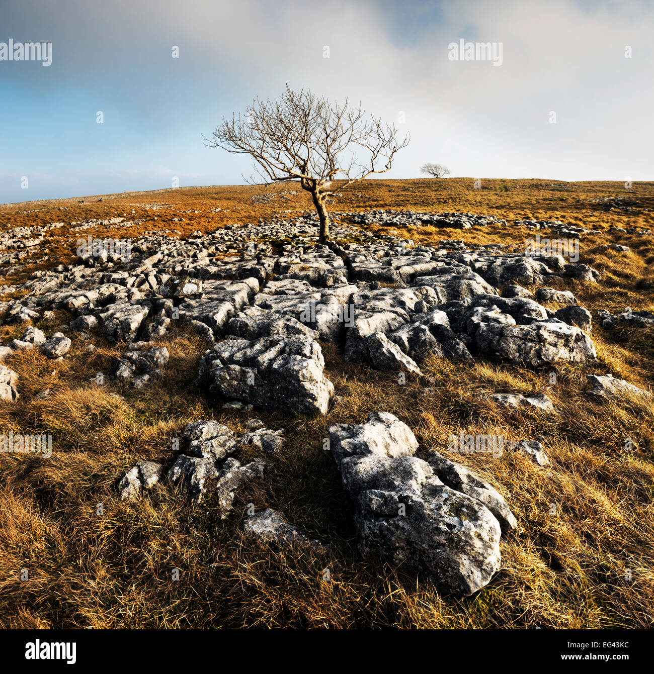 Lone Tree sulla pavimentazione di pietra calcarea a Feizor Thwaite, vicino a Settle, Yorkshire Dales National Park, Regno Unito Foto Stock