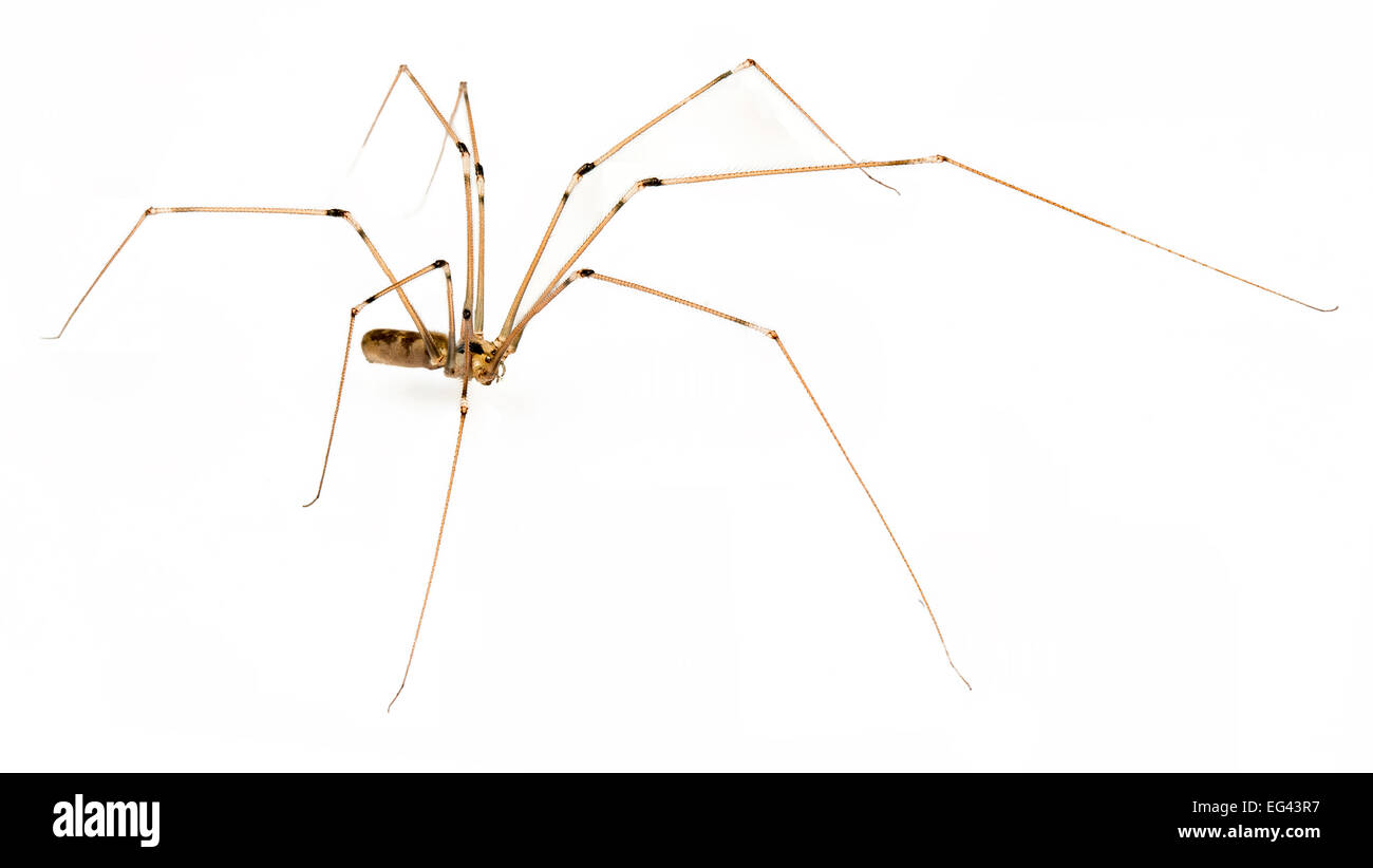 Daddy Long legs spider su sfondo bianco Foto Stock