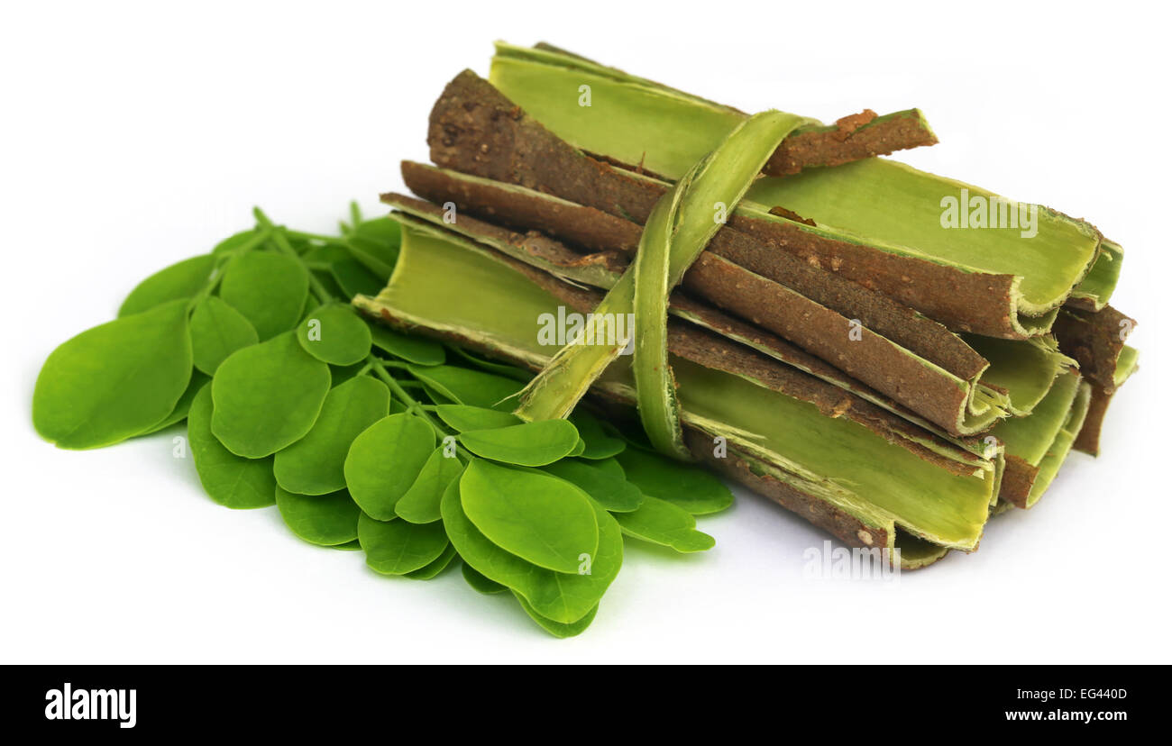 Moringa le foglie e le cortecce su sfondo bianco Foto Stock