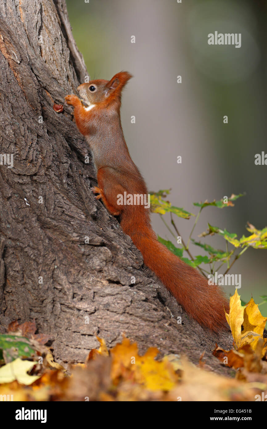 Red scoiattolo (Sciurus vulgaris) nasconde un dado nella cricca di corteccia di albero in un parco, Lipsia, Sassonia, Germania Foto Stock
