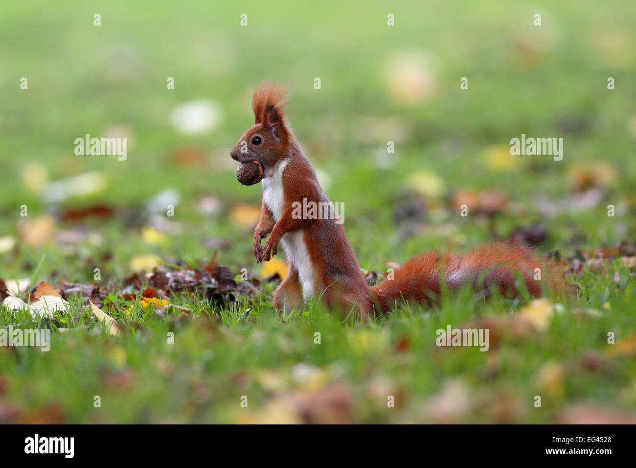 Red scoiattolo (Sciurus vulgaris), in posizione eretta con un dado, in un parco, Lipsia, Sassonia, Germania Foto Stock