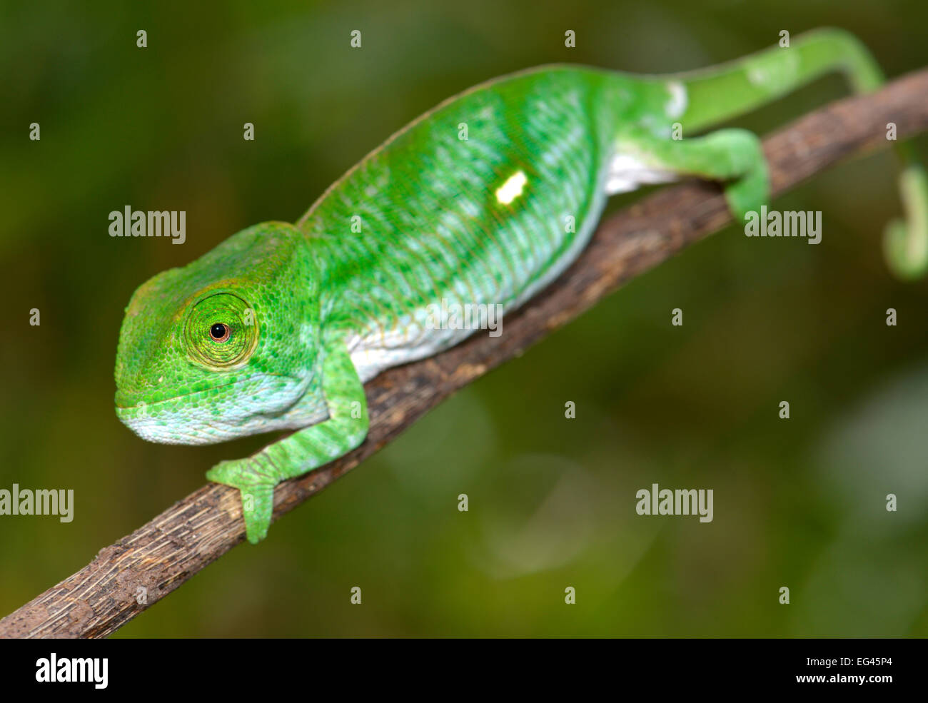 Parson's chameleon (Calumma parsonii parsonii), giovane, nella foresta pluviale, Voimana Parco nazionale del Madagascar Foto Stock