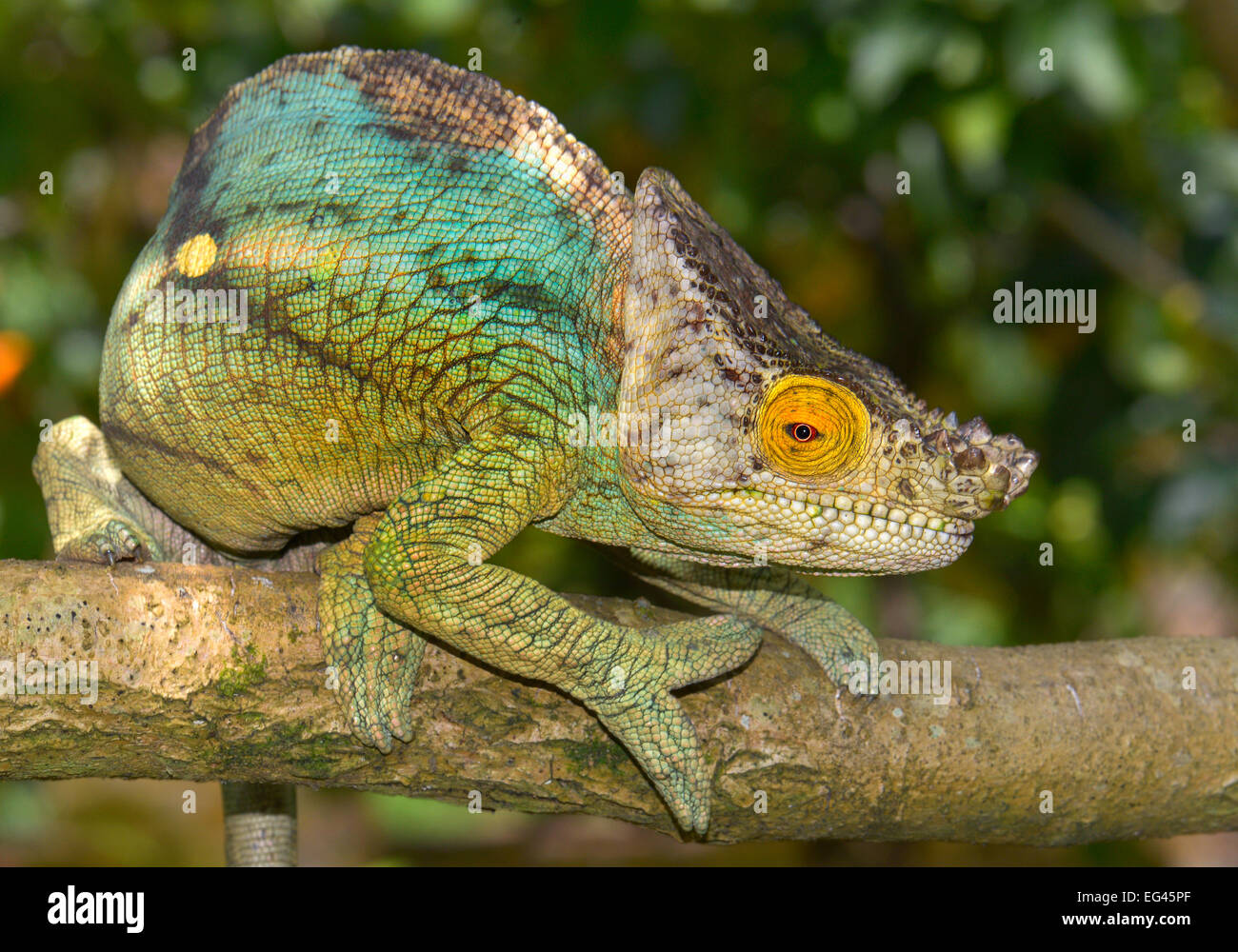 Parsons gigante chameleon (Calumma parsonii parsonii) nella foresta pluviale, Madagascar Foto Stock