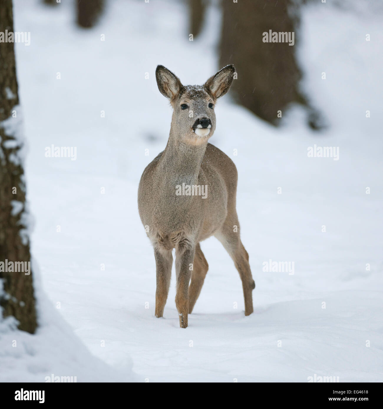 Il capriolo (Capreolus capreolus), doe nel cappotto invernale in piedi nella neve, captive, Bassa Sassonia, Germania Foto Stock