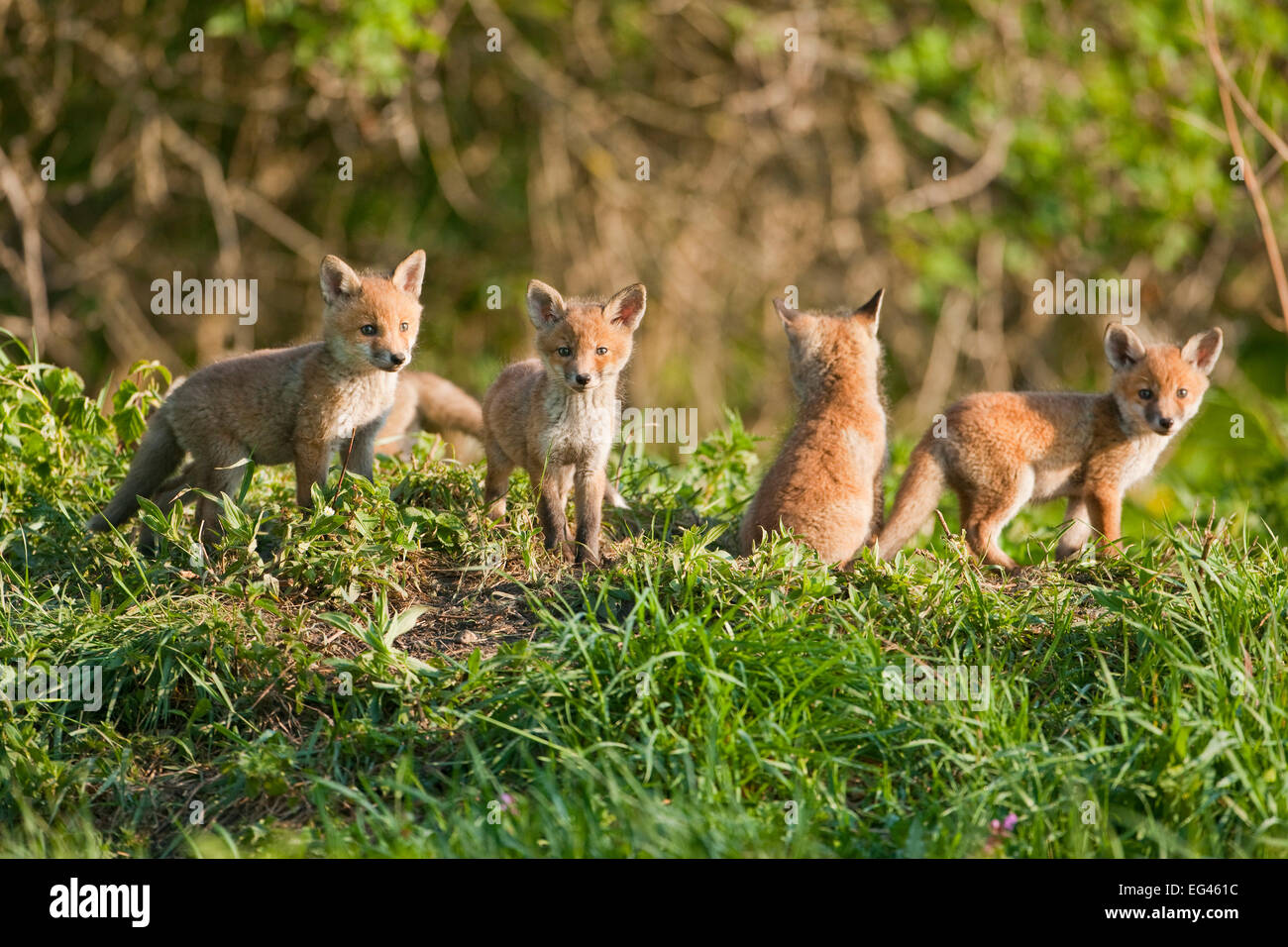 La volpe rossa (Vulpes vulpes vulpes), Fox cubs, Turingia, Germania Foto Stock