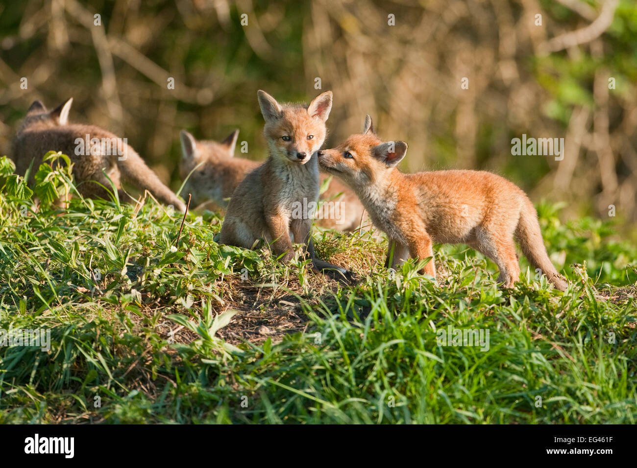 La volpe rossa (Vulpes vulpes vulpes), Fox cubs, Turingia, Germania Foto Stock