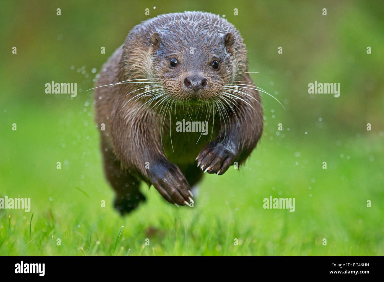 Lontra europea (Lutra lutra) in esecuzione. Condizioni controllate. Regno Unito Ottobre. Foto Stock