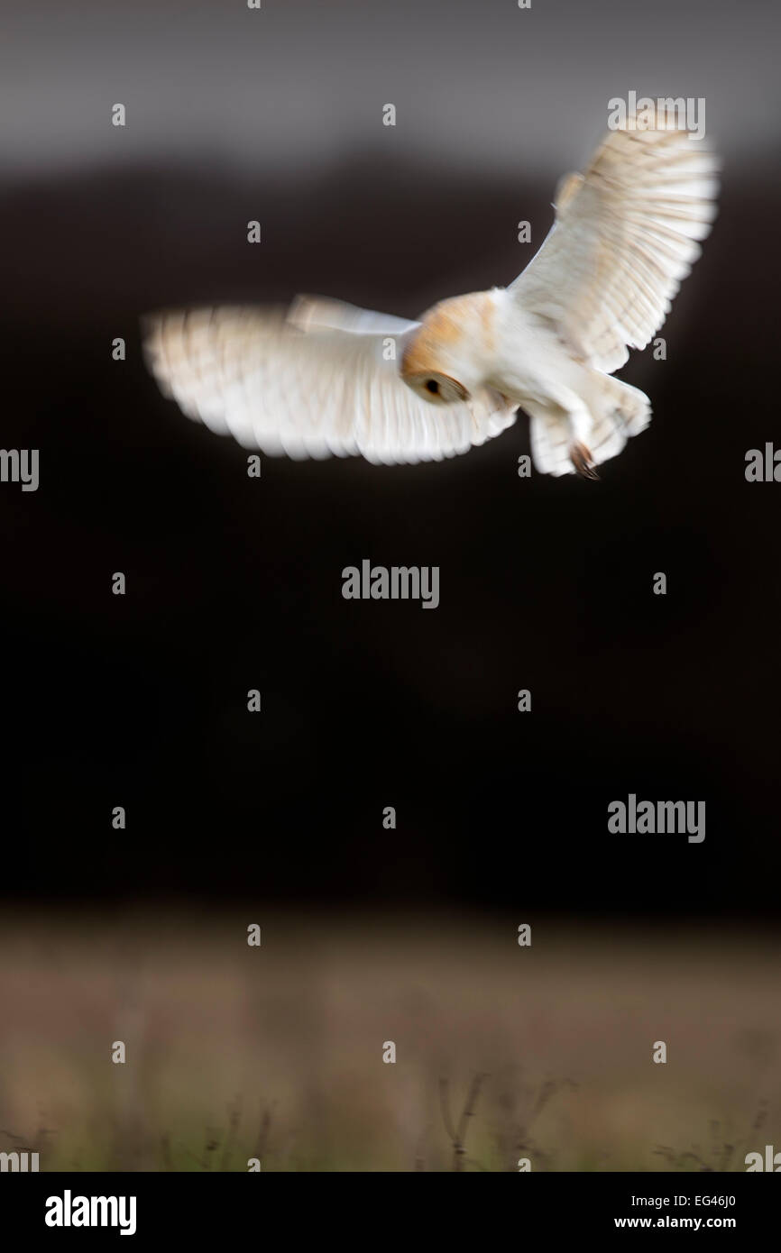 Il barbagianni (Tyto alba) in bilico la caccia di volo. Regno Unito febbraio. Foto Stock