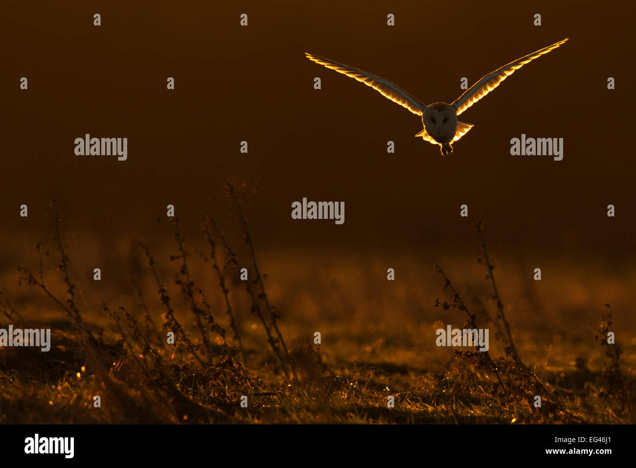 Il barbagianni (Tyto alba) in volo in luce all'alba. Regno Unito Europa. Foto Stock