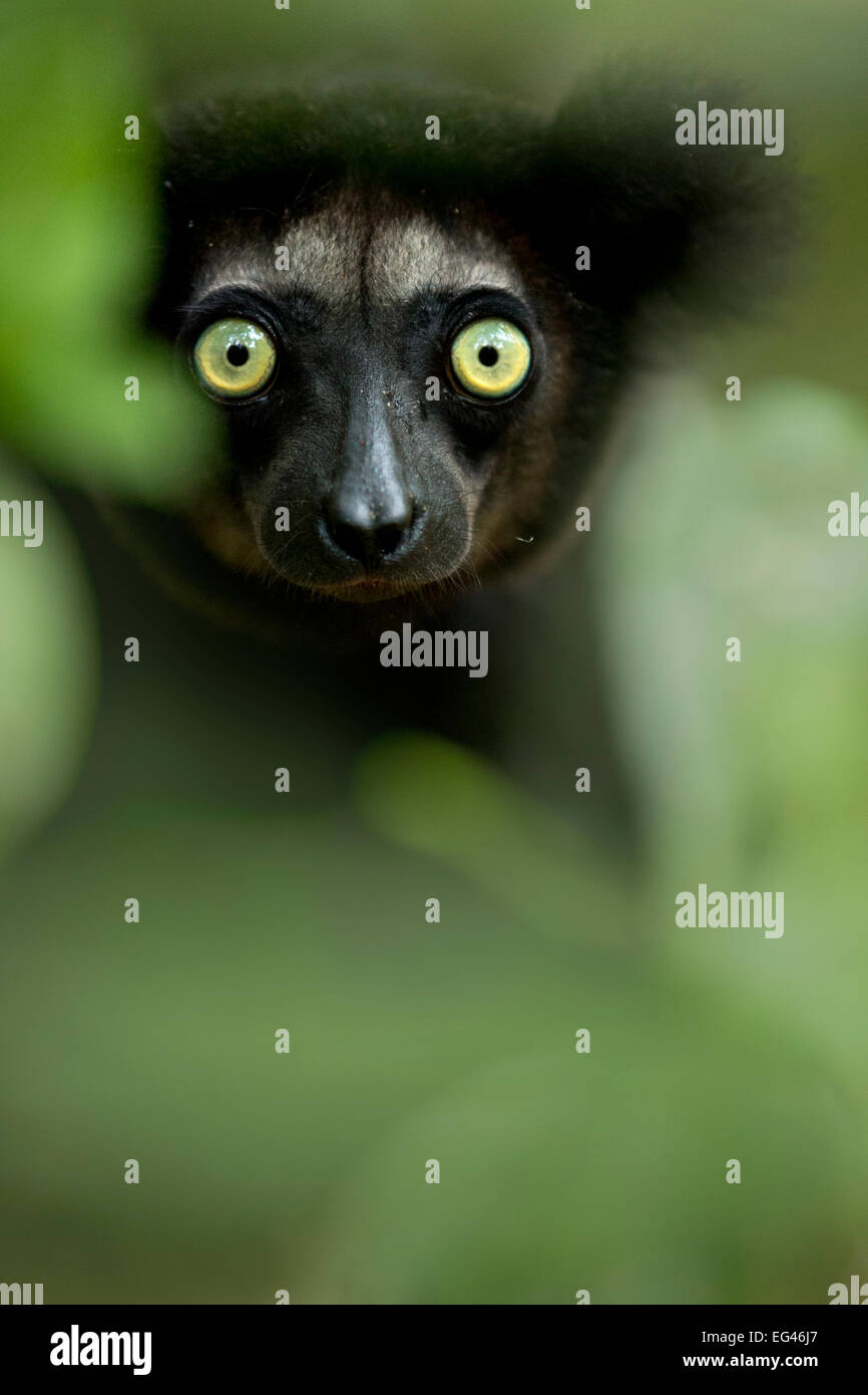 (Indri Indri Indri Indri ritratto). Madagascar. Foto Stock