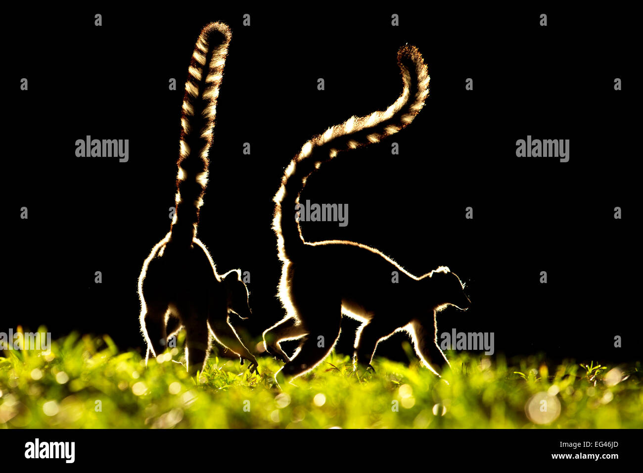 Ringtail lemuri (Lemur catta) stagliano Madagascar. Foto Stock