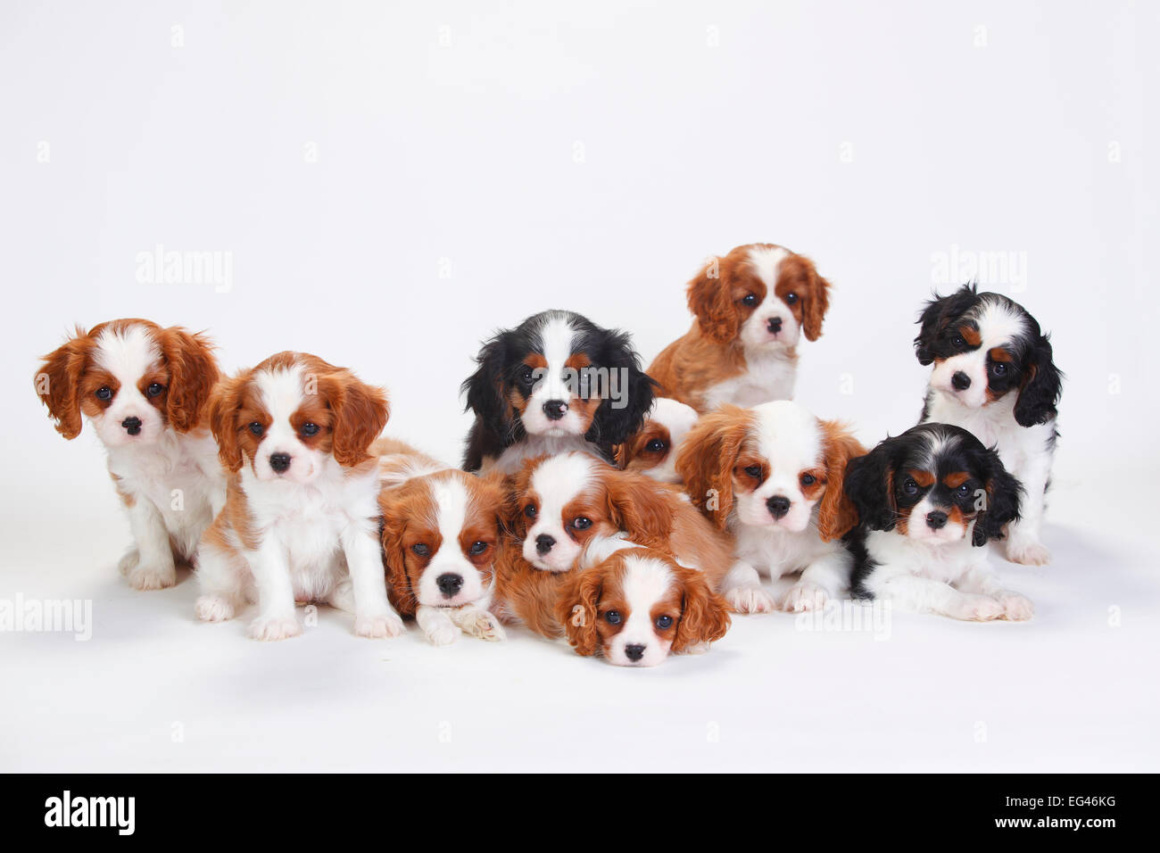 Grande Gruppo Cavalier King Charles Spaniel Cuccioli Tre Che Hanno Tricolore Di Ricoprire Il Resto Blenheim Foto Stock Alamy