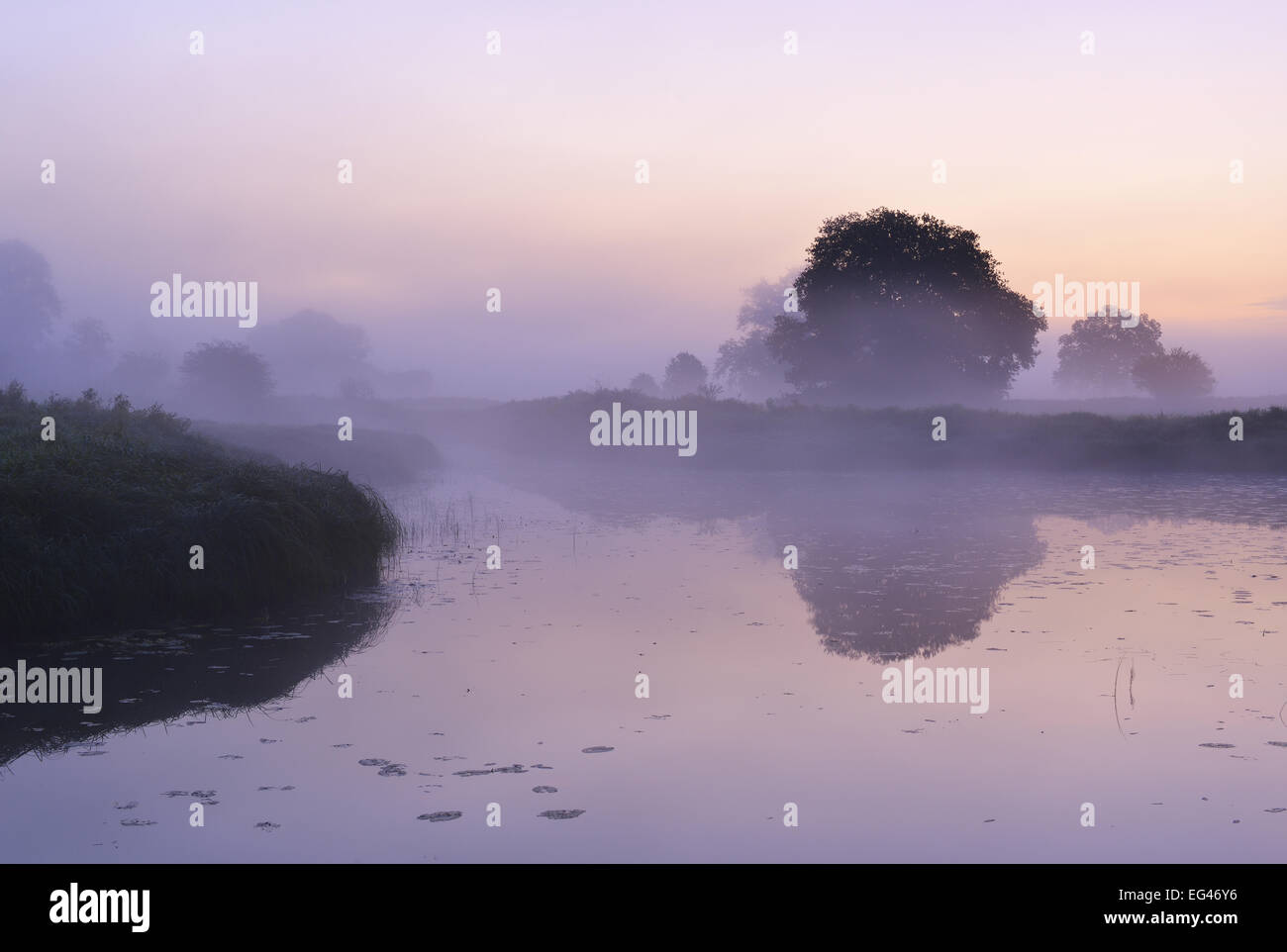 Oaks accanto a un lago nella nebbia di mattina in una cassa di espansione, Riserva della Biosfera dell'Elba centrale, Dessau, Sassonia-Anhalt, Germania Foto Stock