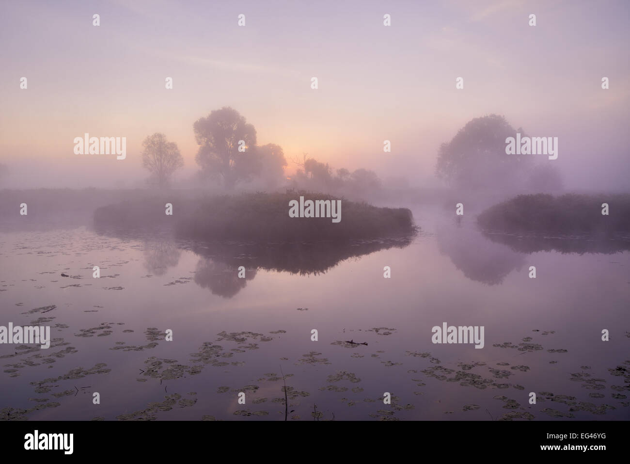 Alberi accanto a un lago nella nebbia di mattina al sorgere del sole in un prato paesaggio Riserva della Biosfera dell'Elba centrale, Dessau, Sassonia-Anhalt Foto Stock