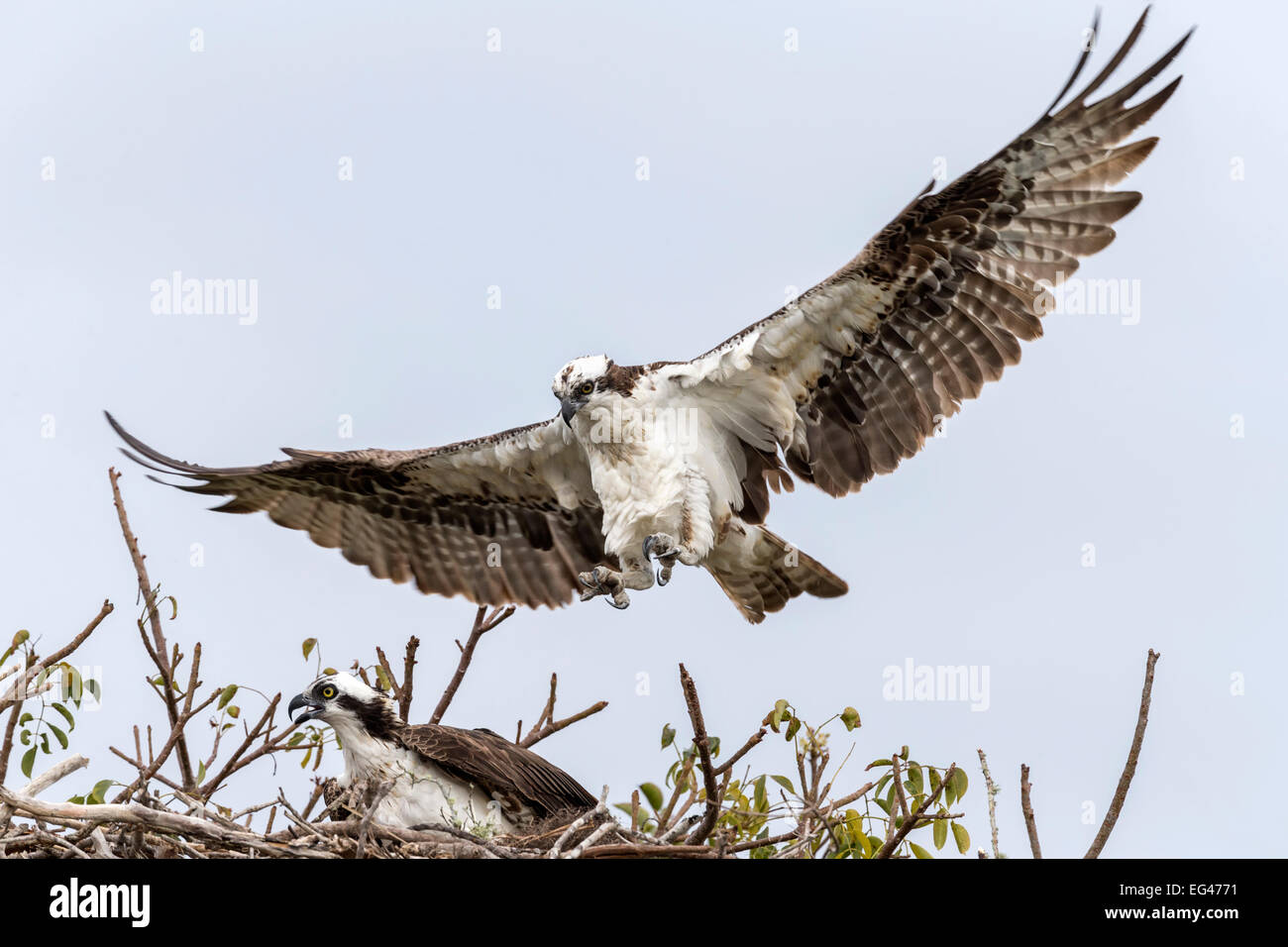 Osprey sbarco torna al sito nido Foto Stock