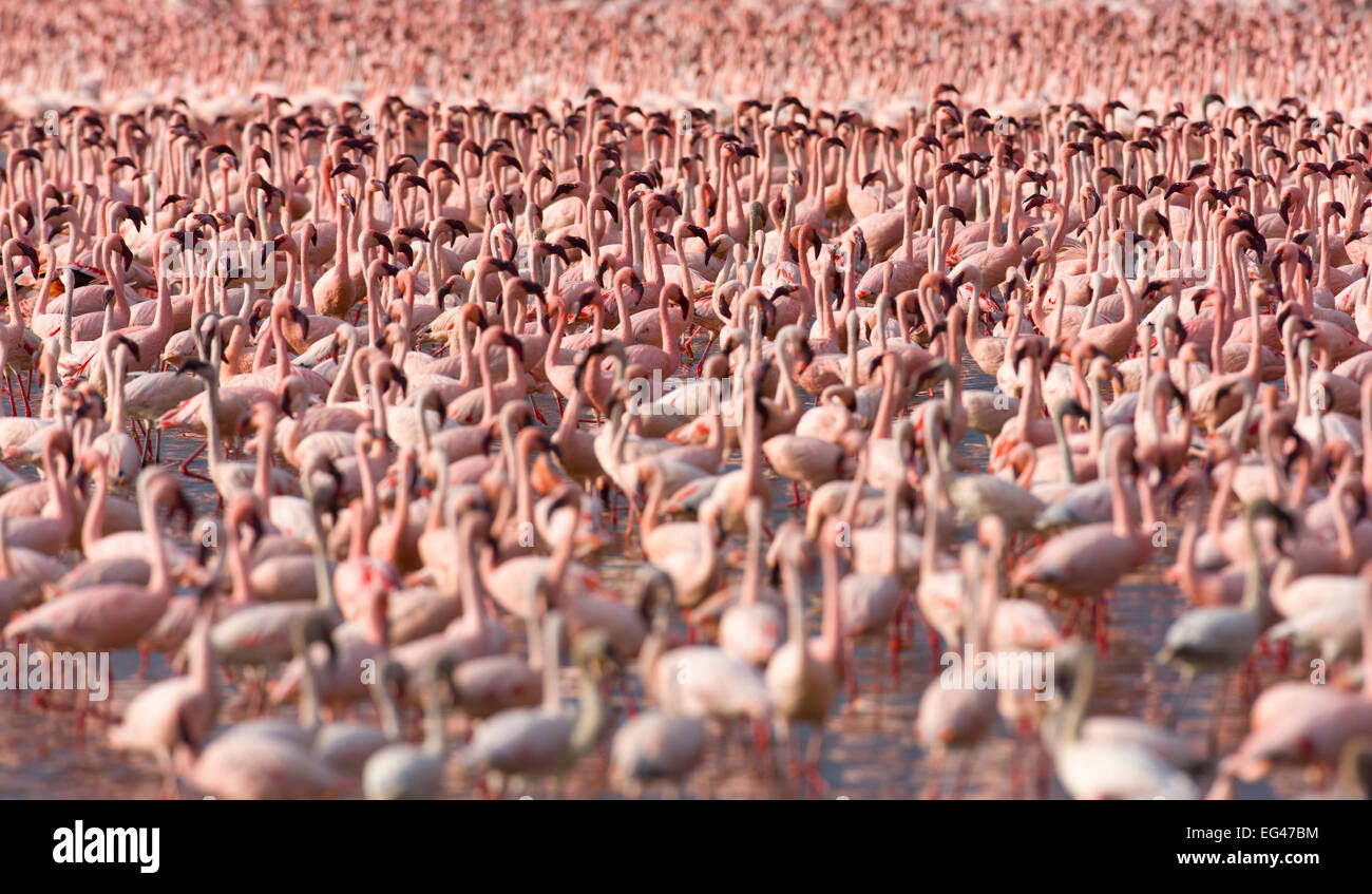 Minor fenicotteri (Phoeniconaias minor) gregge nel lago Bogoria Rift valley Kenya Foto Stock