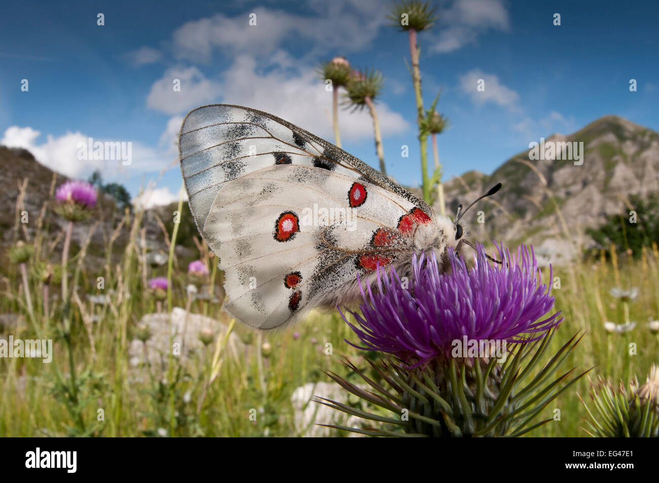 Apollo butterfly (Parnasius apollo) alimentazione sul fiore sul Monte Terminillo Rieti Lazio Italia Luglio 2011 Foto Stock