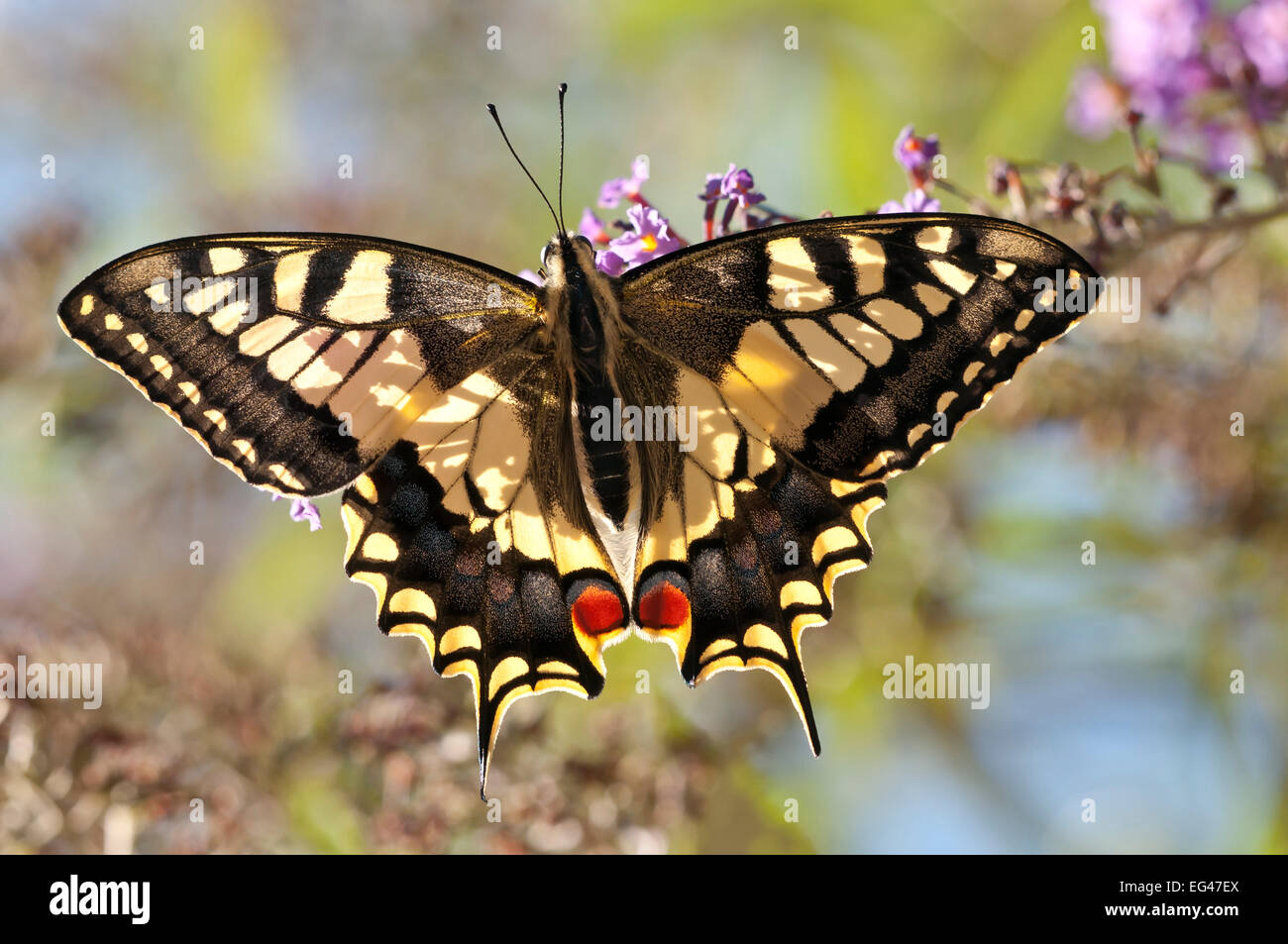 A coda di rondine comune butterfly (Papilio machaon) retroilluminato mostra struttura alare. Podere Montecucco Orvieto Umbria Italia Ottobre Foto Stock