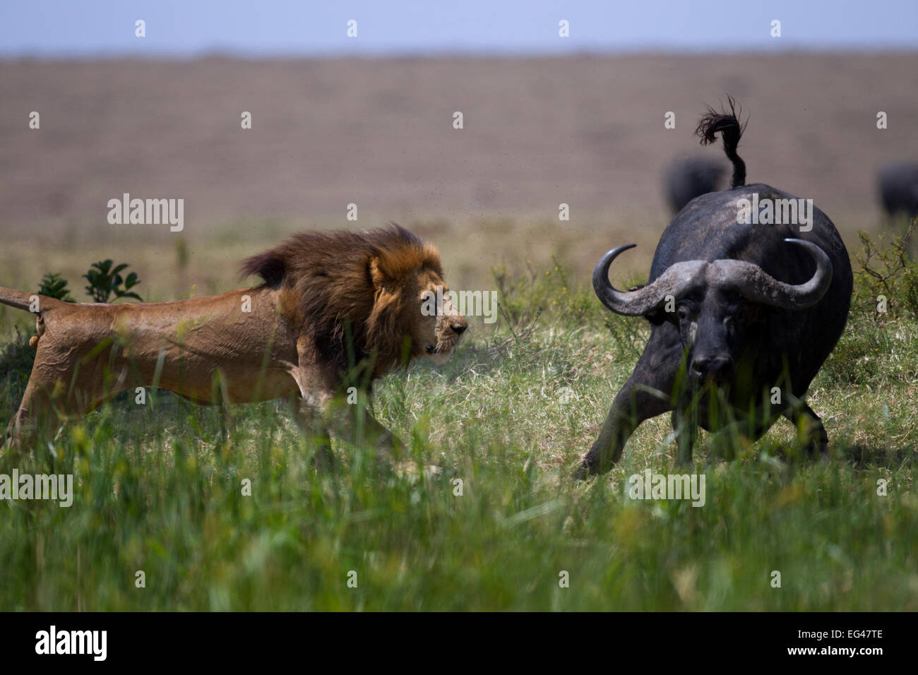 Leone maschio (Panthera leo) in confronto Cape buffalo (Syncerus caffer) Masai Mara riserva nazionale del Kenya Foto Stock