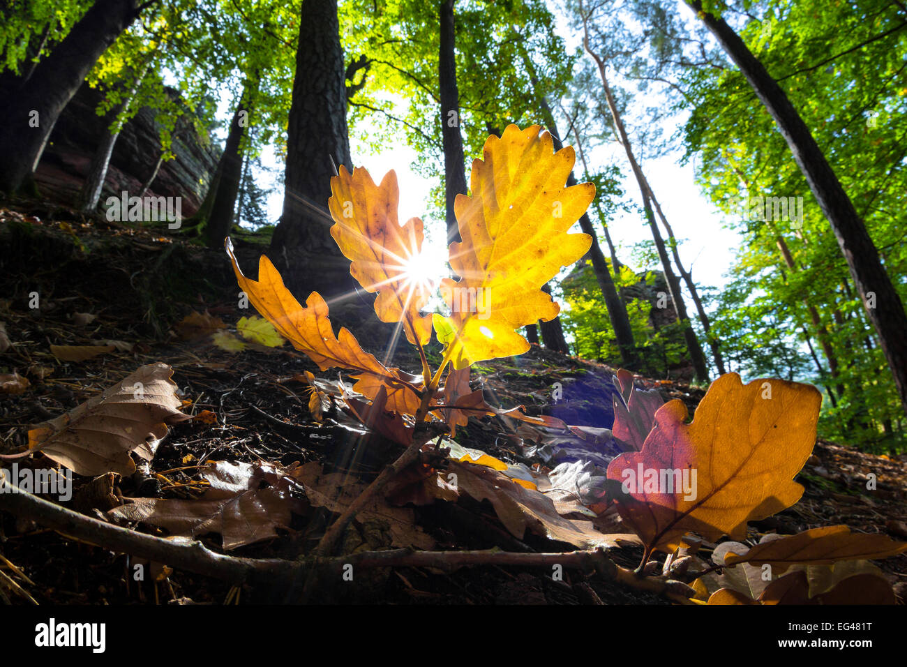 Rovere YeRMRMow RMeaves in autunno, Dahn nella foresta PaRMatinate, RhineRMand-PaRMatinate, Germania Foto Stock