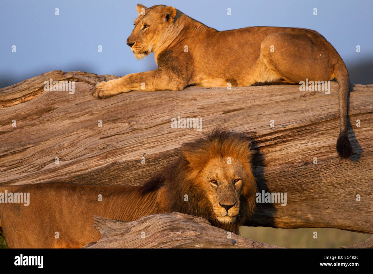 Leonessa (Panthera leo) poggiante su albero caduto il corteggiamento maschile. Riserva Nazionale di Masai Mara Kenya Luglio Foto Stock