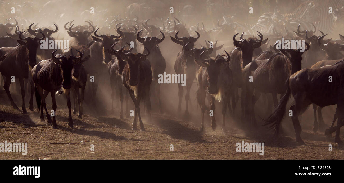 Bianco orientale-barbuto Gnu (Connochaetes taurinus) allevamento in movimento Riserva Nazionale di Masai Mara Kenya Luglio Foto Stock