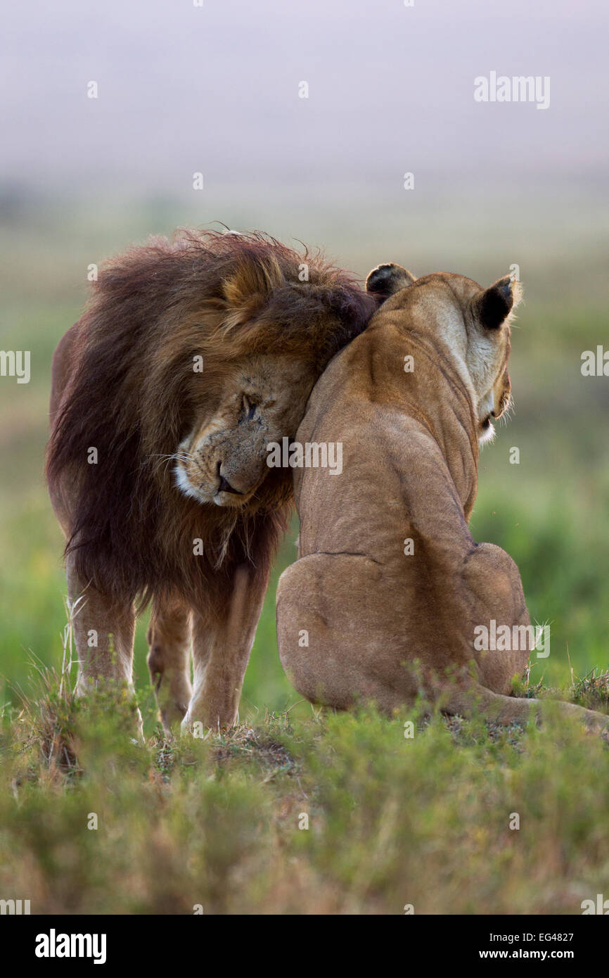 Lion (Panthera leo) maschio nuzzling leonessa Masai Mara riserva nazionale del Kenya Luglio Foto Stock