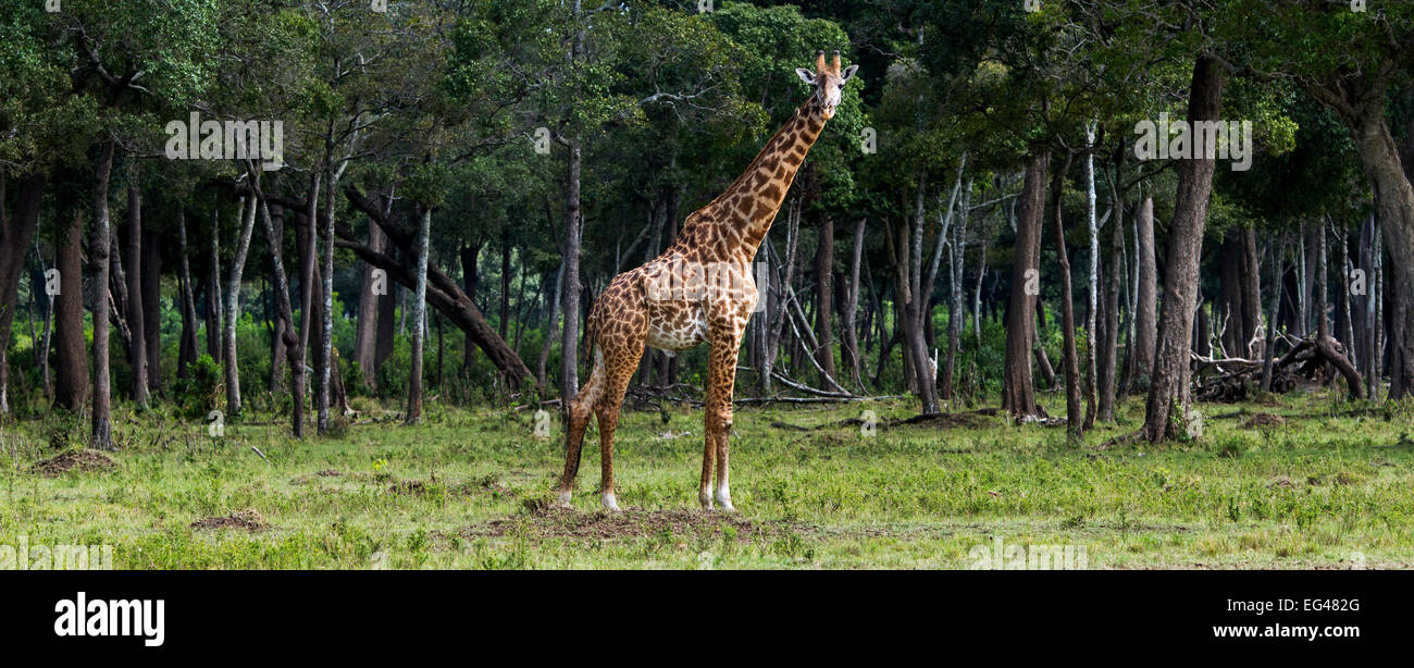 Masai giraffe (Giraffa camelopardalis tippelskirchi)maschio nel bosco anteriore Masai Mara riserva nazionale del Kenya Luglio Foto Stock