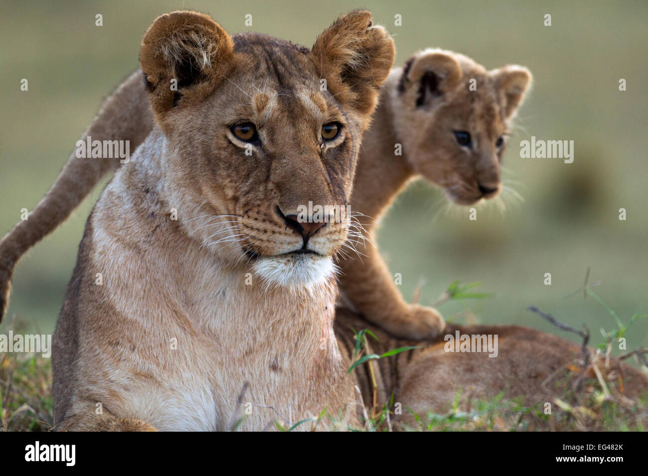 Leonessa (Panthera leo) cub di età compresa tra i 2-3 mesi ritratto. Riserva Nazionale di Masai Mara Kenya Agosto Foto Stock