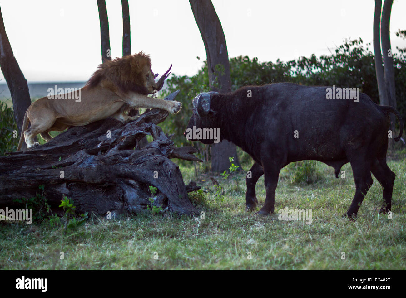 Leone maschio (Panthera leo) in confronto Cape buffalo (Syncerus caffer). Riserva Nazionale di Masai Mara Kenya Luglio Foto Stock