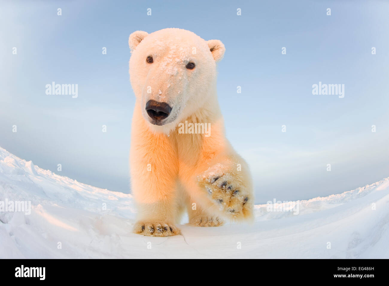 Orso polare (Ursus maritimus) curioso giovane maschio sulla nuova confezione congelata ice Beaufort Sea off il 1002 area Arctic National Wildlife Refuge Versante Nord Alaska Foto Stock