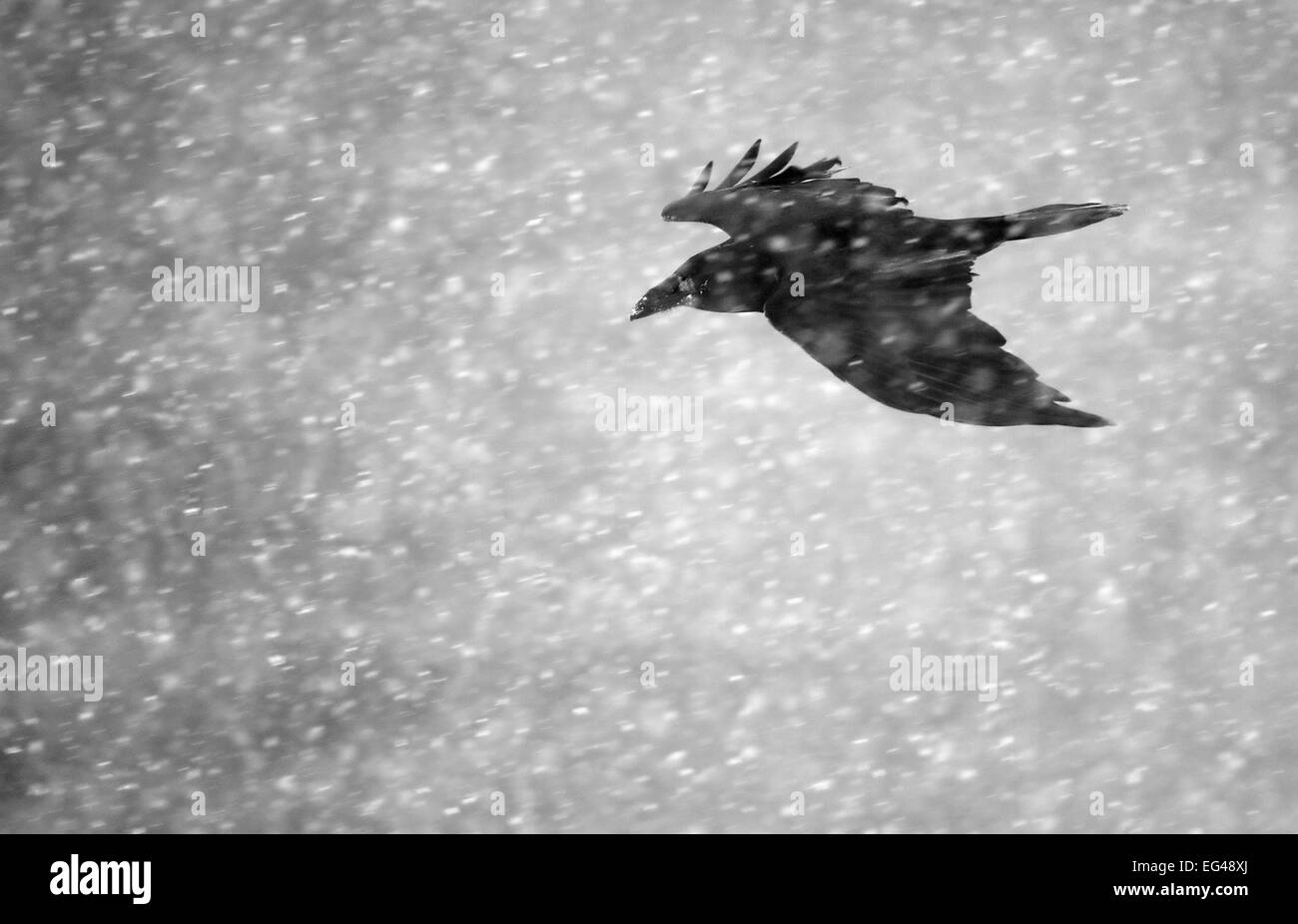 Commen corvo imperiale (Corvus corax) battenti in caduta di neve Vardo Norvegia marzo. Foto Stock