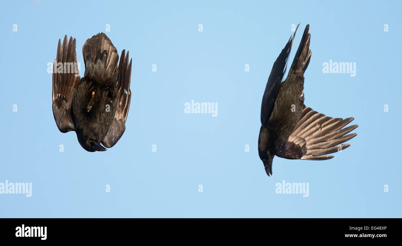 Coppia corvi comune (Corvus corax) visualizzazione Vardo Norvegia marzo. Foto Stock