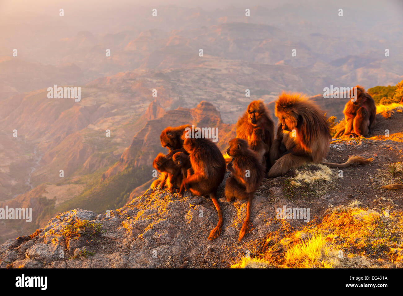 Babbuino Gelada (Theropithecus gelada truppa) Simien Mountains Etiopia Africa Foto Stock