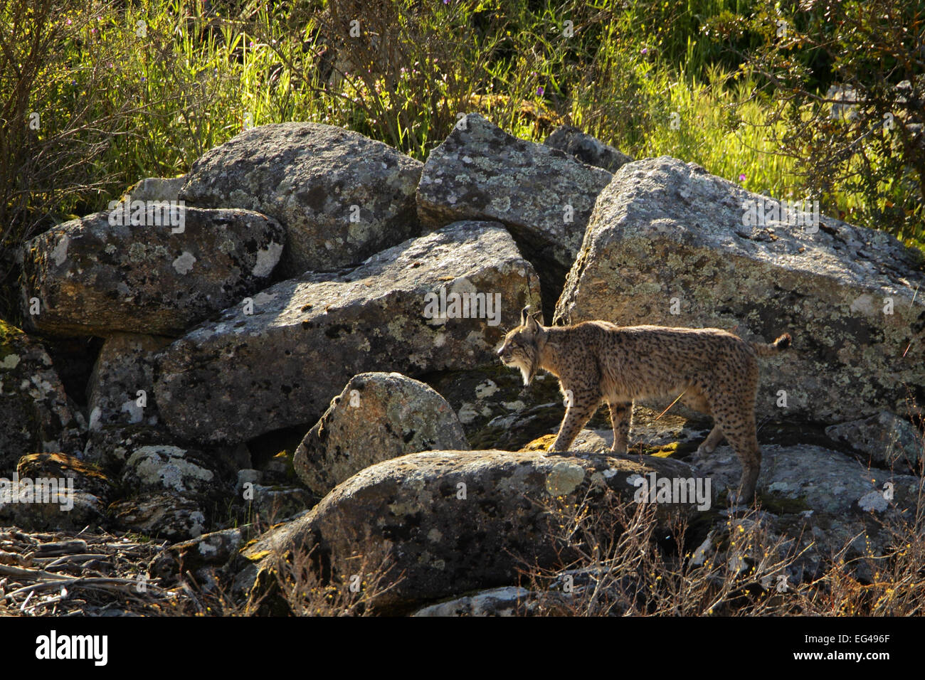 Wild lince iberica (Lynx pardinus) maschio camminando sulle rocce della Sierra de Andujar Parco Naturale di Jaen Andalusia Spagna Foto Stock