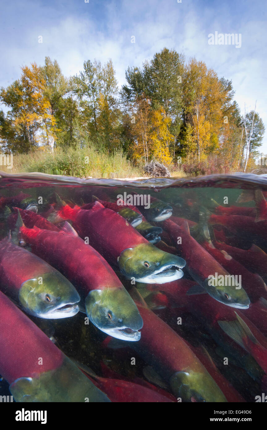 Un livello diviso foto di gruppo il Salmone Sockeye (Oncorhynchus nerka) combattere il loro modo a monte come essi migrare indietro verso il fiume la loro nascita di uova di alberi che mostra colori autunnali. Adams fiume Columbia Britannica Canada Ottobre. Foto Stock