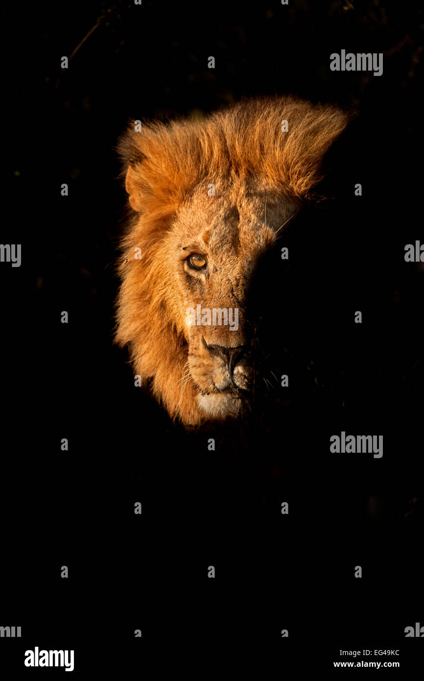 Leone africano (Panthera leo) maschio boccola emergenti Masai Mara Kenya Foto Stock