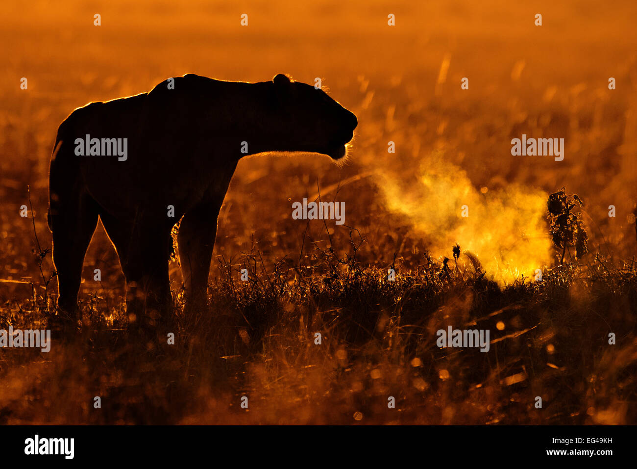 Leone africano (Panthera leo) femmina chiamando al sunrise il Masai Mara Kenya Africa Foto Stock