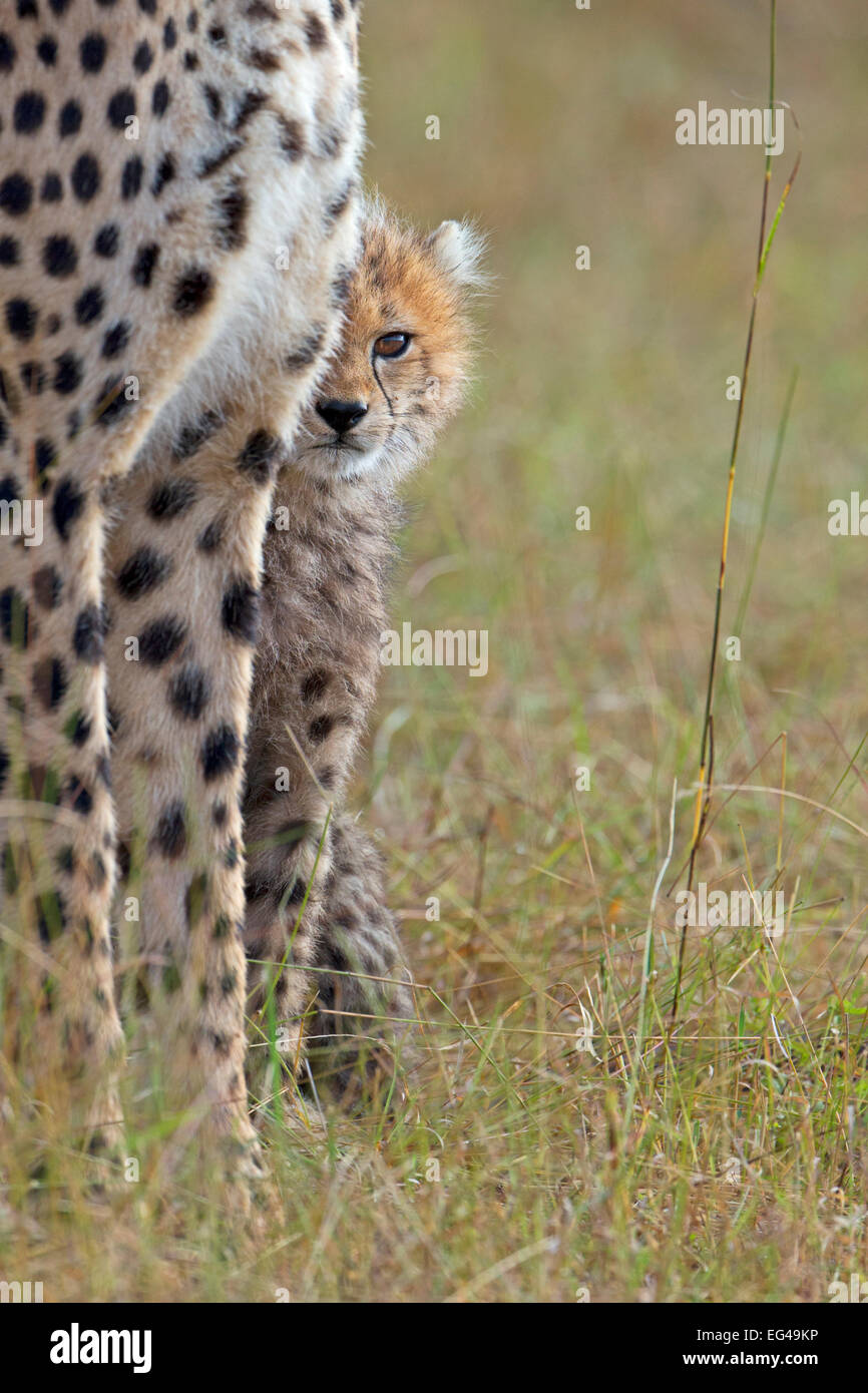 Ghepardo (Acinonyx jubatus) cub guardando intorno a madre per le gambe il Masai Mara Kenya Africa Foto Stock
