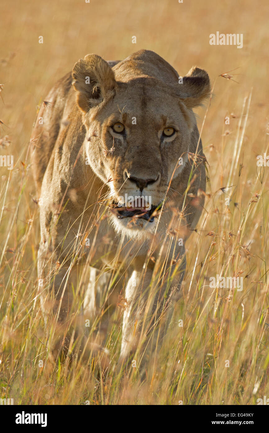 Leone africano (Panthera leo) femmina stalking Masai Mara Kenya Africa Foto Stock
