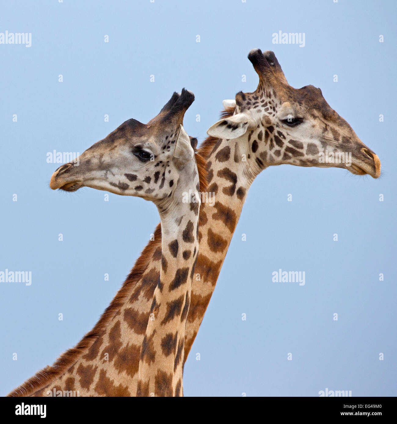 Maasai Giraffe (Giraffa camelopardalis tippelskirchi) corteggiamento Masai Mara Kenya Africa Foto Stock