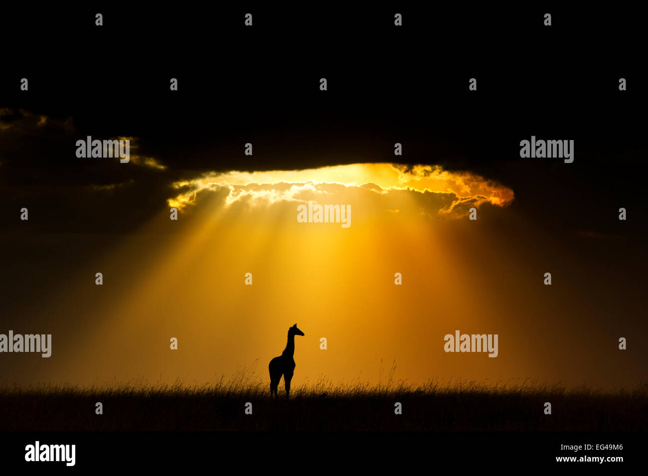 Maasai Giraffe (Giraffa camelopardalis tippelskirchi) stagliano dai fasci di luce sole impostazione Masai Mara Kenya Africa. Vincitore della sezione africana alla natura il miglior Windland Smith riso fotografia internazionale concorso a premi 2013 Foto Stock