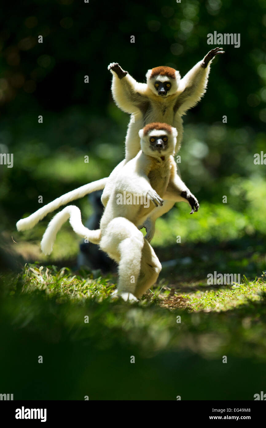 Verreaux Sifakas (Propithecus verreauxi) jumping ('dancing') attraverso il terreno del Madagascar Foto Stock