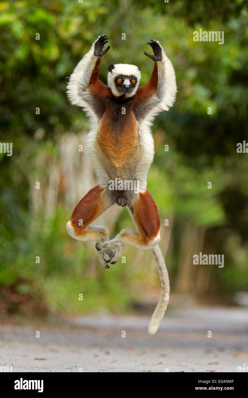 Coquerel il sifaka (Propithecus coquereli) jumping riserva Palmarium Madagascar Foto Stock