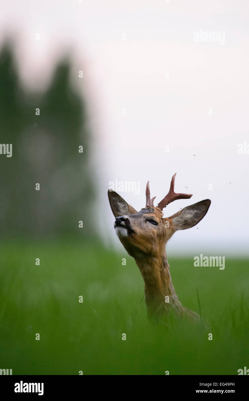 Il Roe Deer buck (Capreolus capreolus) nel campo annusando aria Estonia meridionale può Foto Stock