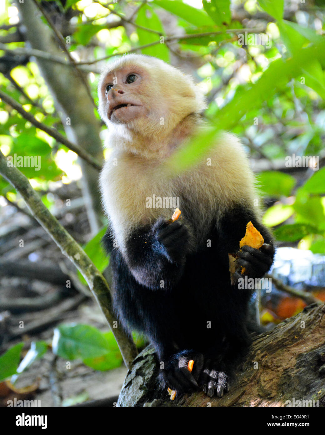 Monkey mangiare Doritos, il contenimento di cibo in mani e piedi Foto Stock