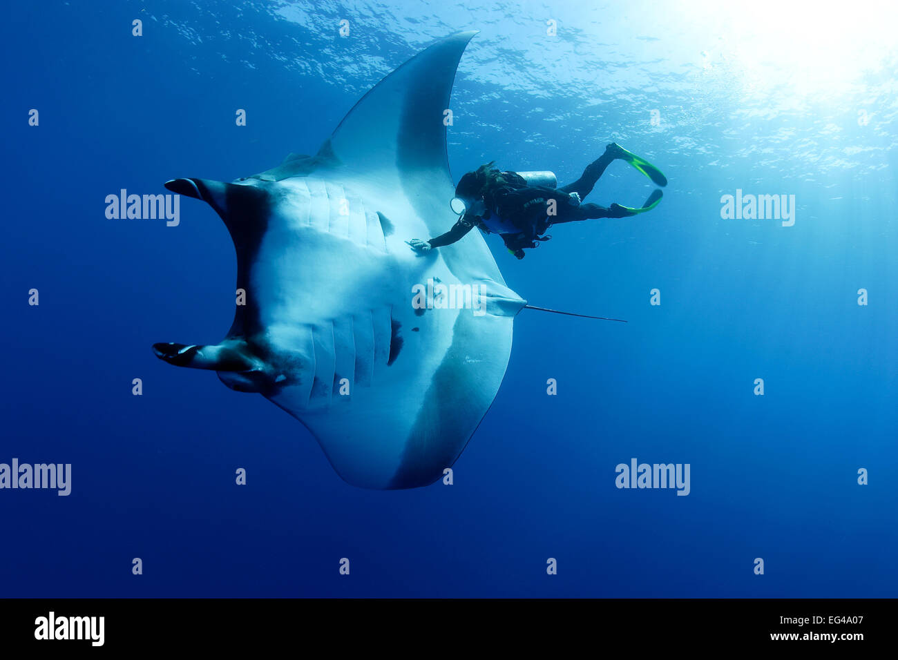 Scuba Diver Manta ray (Manta birostris) San Benedicto Revillagigedo (Socorro) Isole Messico Oriente Oceano Pacifico. Modello rilasciato. Foto Stock