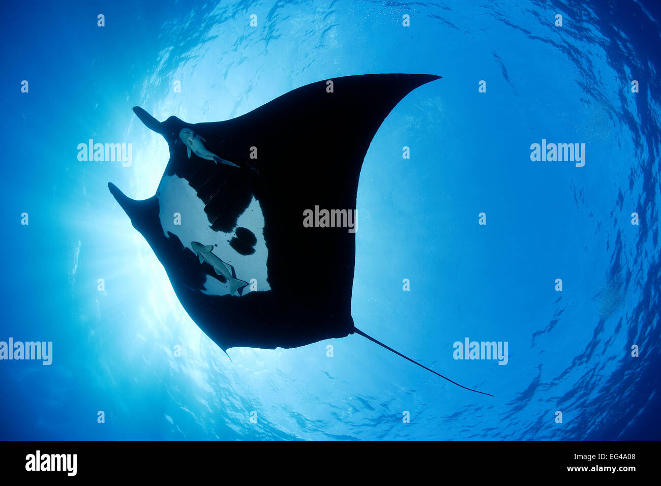 Manta ray (Manta birostris) San Benedicto Revillagigedo (Socorro) Isole Messico Oriente Oceano Pacifico Foto Stock