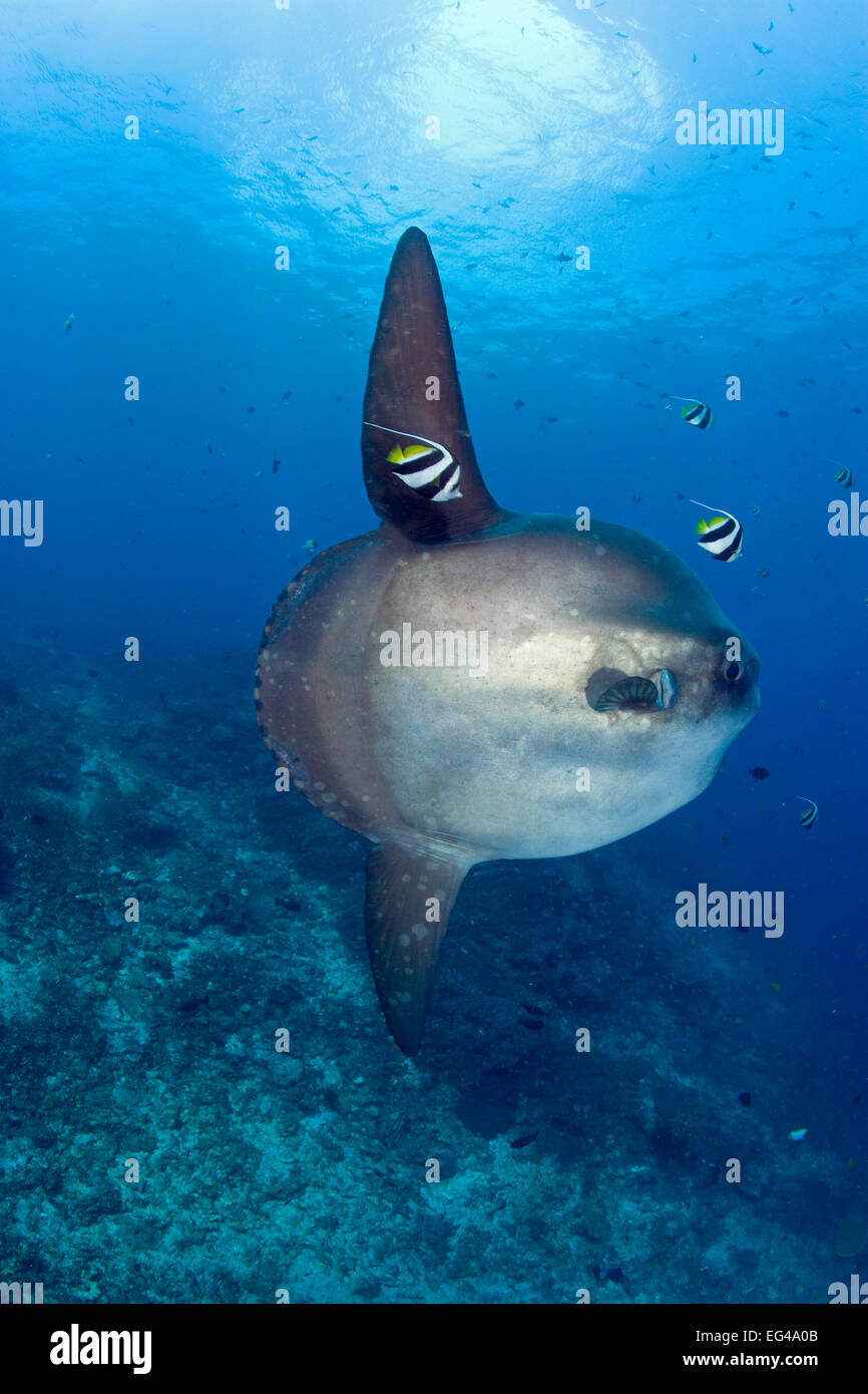 Ocean Sunfish (Mola mola) adibite bannerfish (Heniochus acuminatus) Crystal Bay Nusa Penida isola di Bali Indonesia Oceano Pacifico Foto Stock